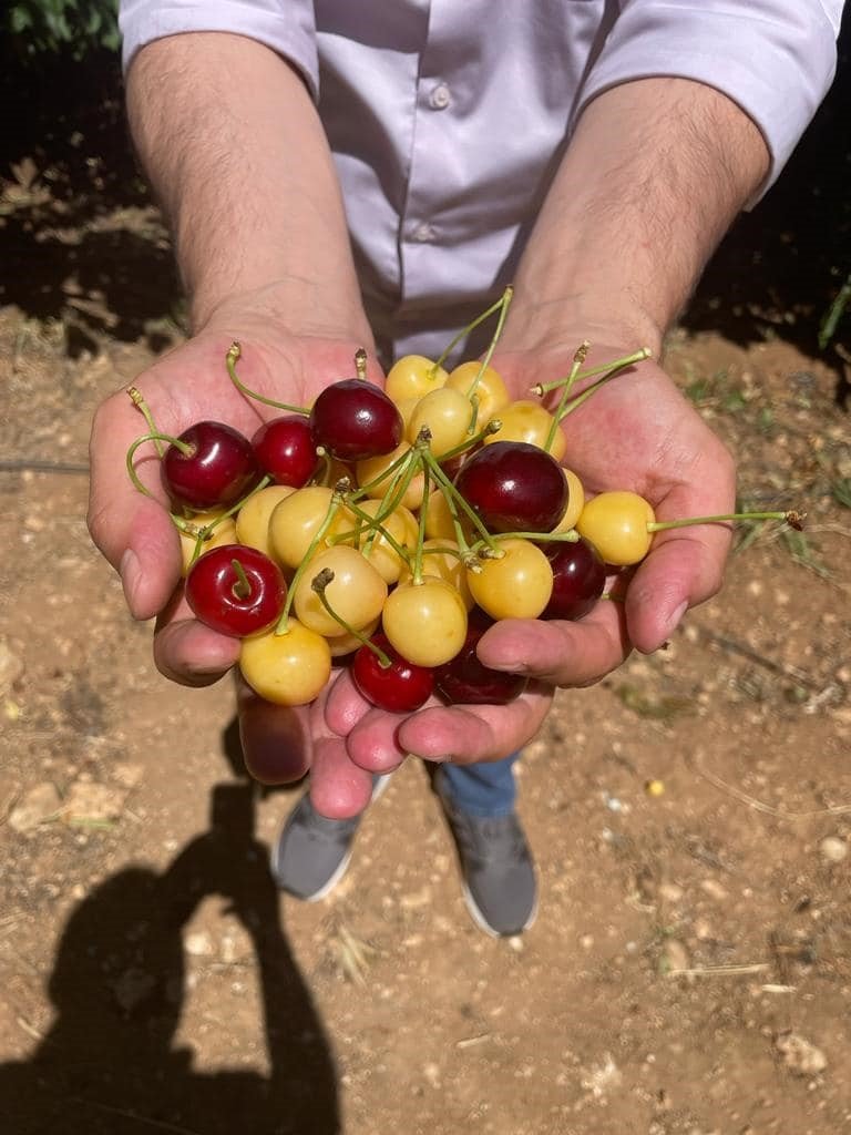 Beyşehir’de kiraz bahçelerinde hasat başladı