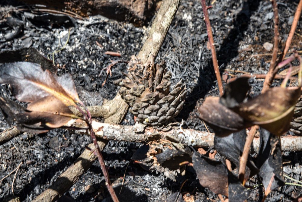 Kemer'deki orman yangını 3'üncü gününde