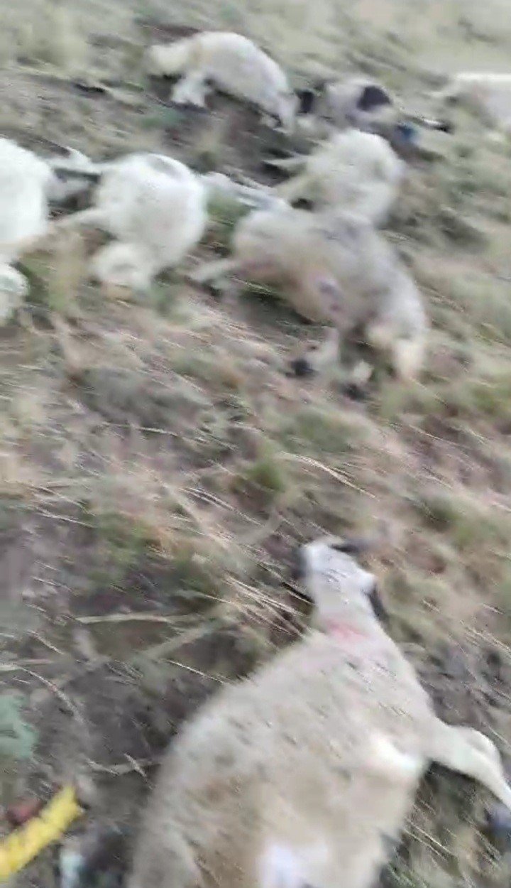 Yıldırım düşmesi sonucu bir çoban yaralandı, 30 koyun telef oldu