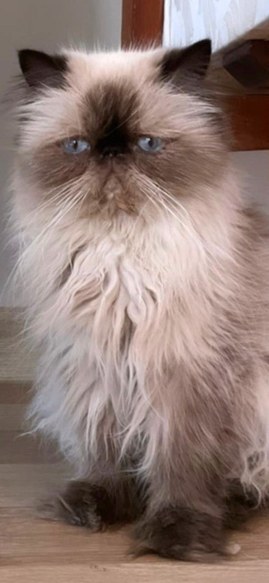 Evden öyle bir şey çaldılar ki! Şok olacaksınız