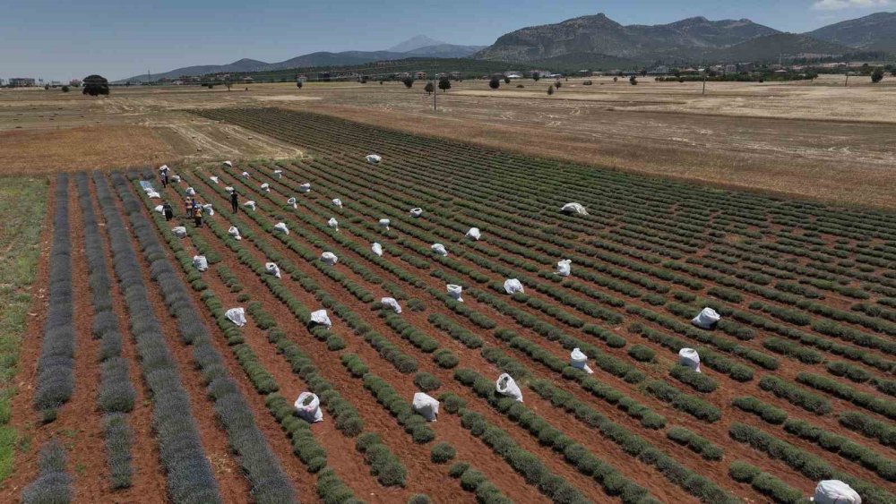 Konya'daki ilçenin geçim kaynağına yeni alternatif! 3 yıldır kazanç sağlıyorlar