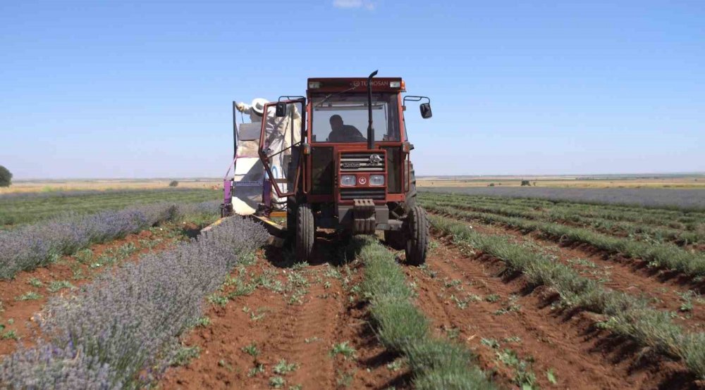 Konya'daki ilçenin geçim kaynağına yeni alternatif! 3 yıldır kazanç sağlıyorlar