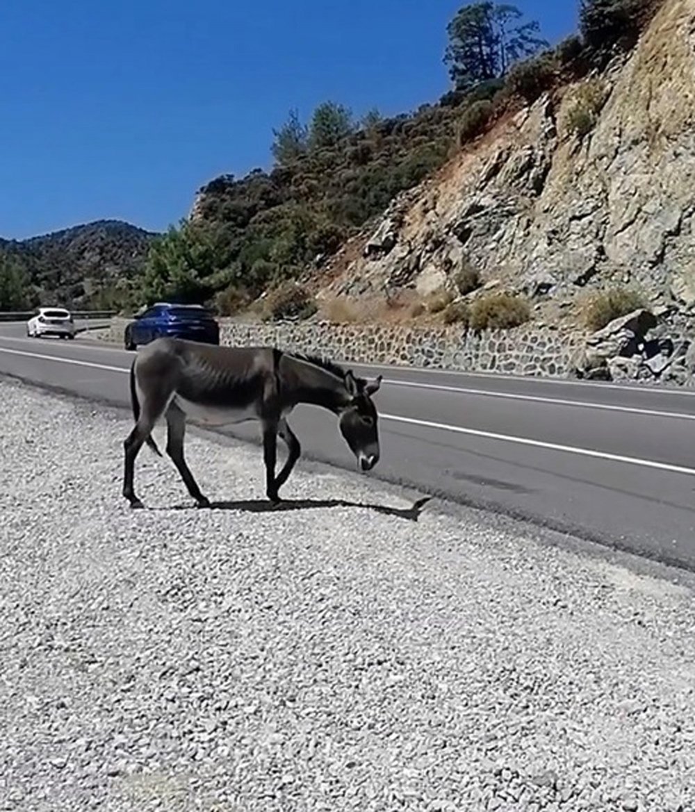 Trafikte 'yaban eşeği' tehlikesi