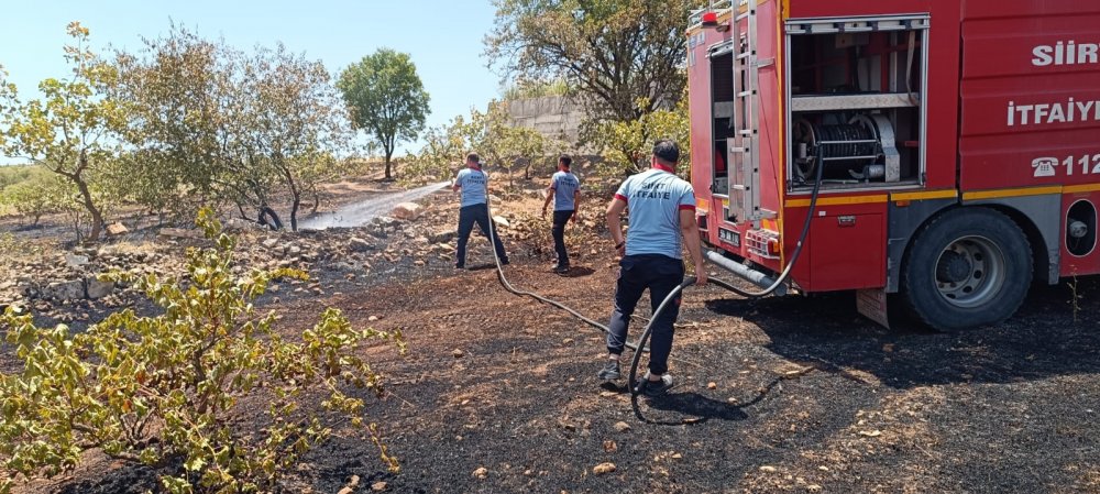 Fıstık bahçesinde yangın; 50 ağaç yandı