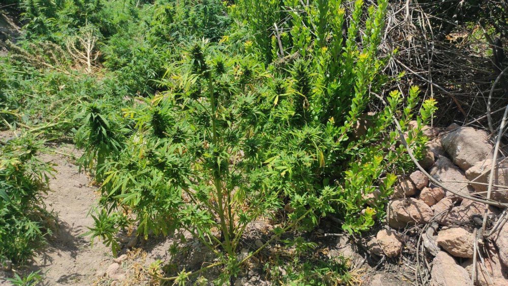 Uyuşturucu operasyonlarında 30 gözaltı