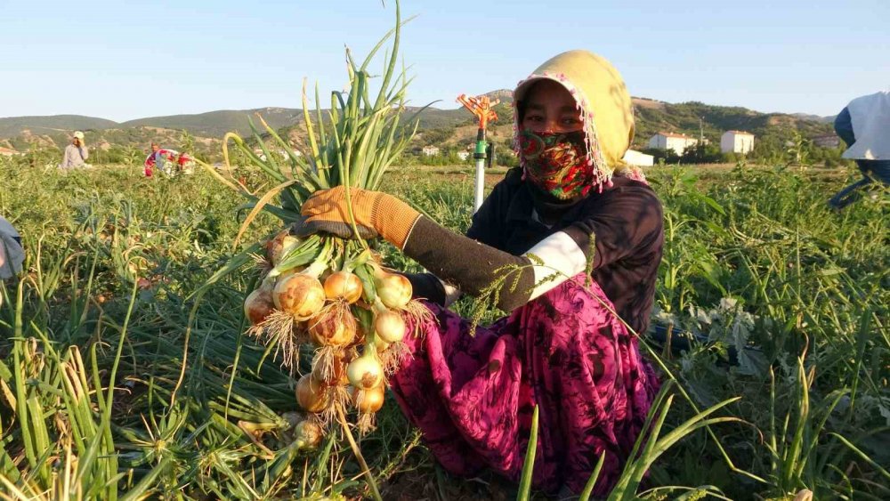 Tarlada 5, tezgahta 15 lira