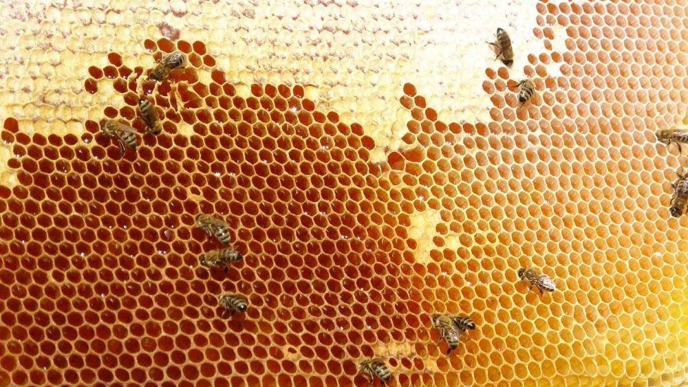 Endemik bitkili zengin florada üretilen yayla balı sağıldı... Veriler Konya ile paylaşılıyor