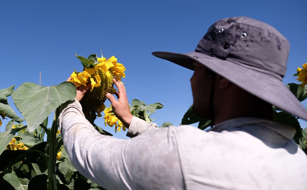 Konya Ovası'nda su gerçeği! 30 yıl önce 30 metreydi şimdi ise..