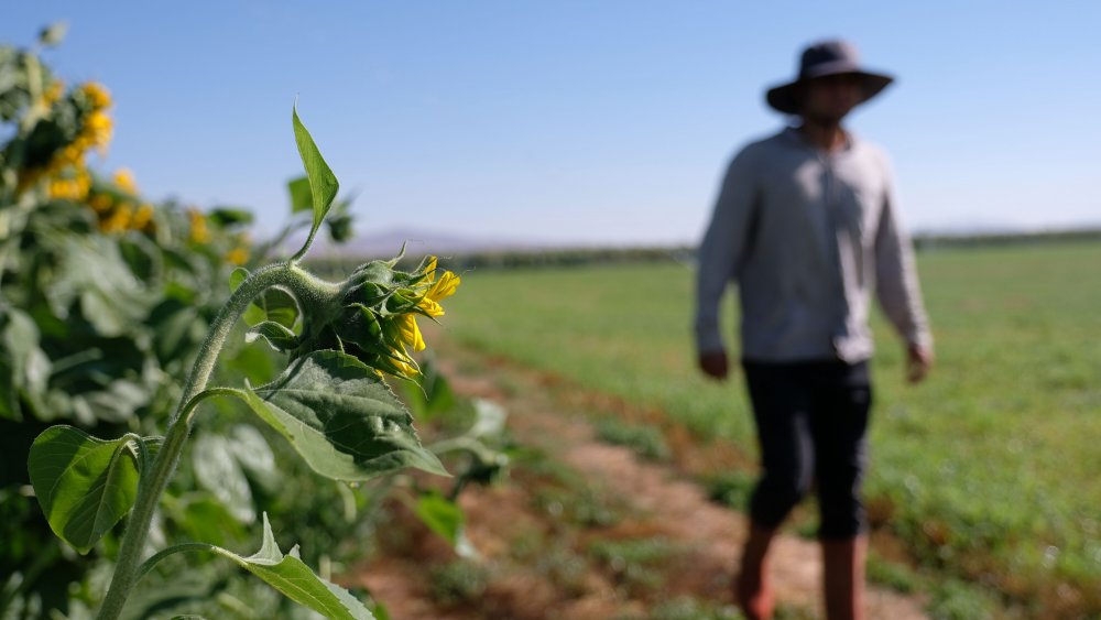 Konya Ovası'nda su gerçeği! 30 yıl önce 30 metreydi şimdi ise..