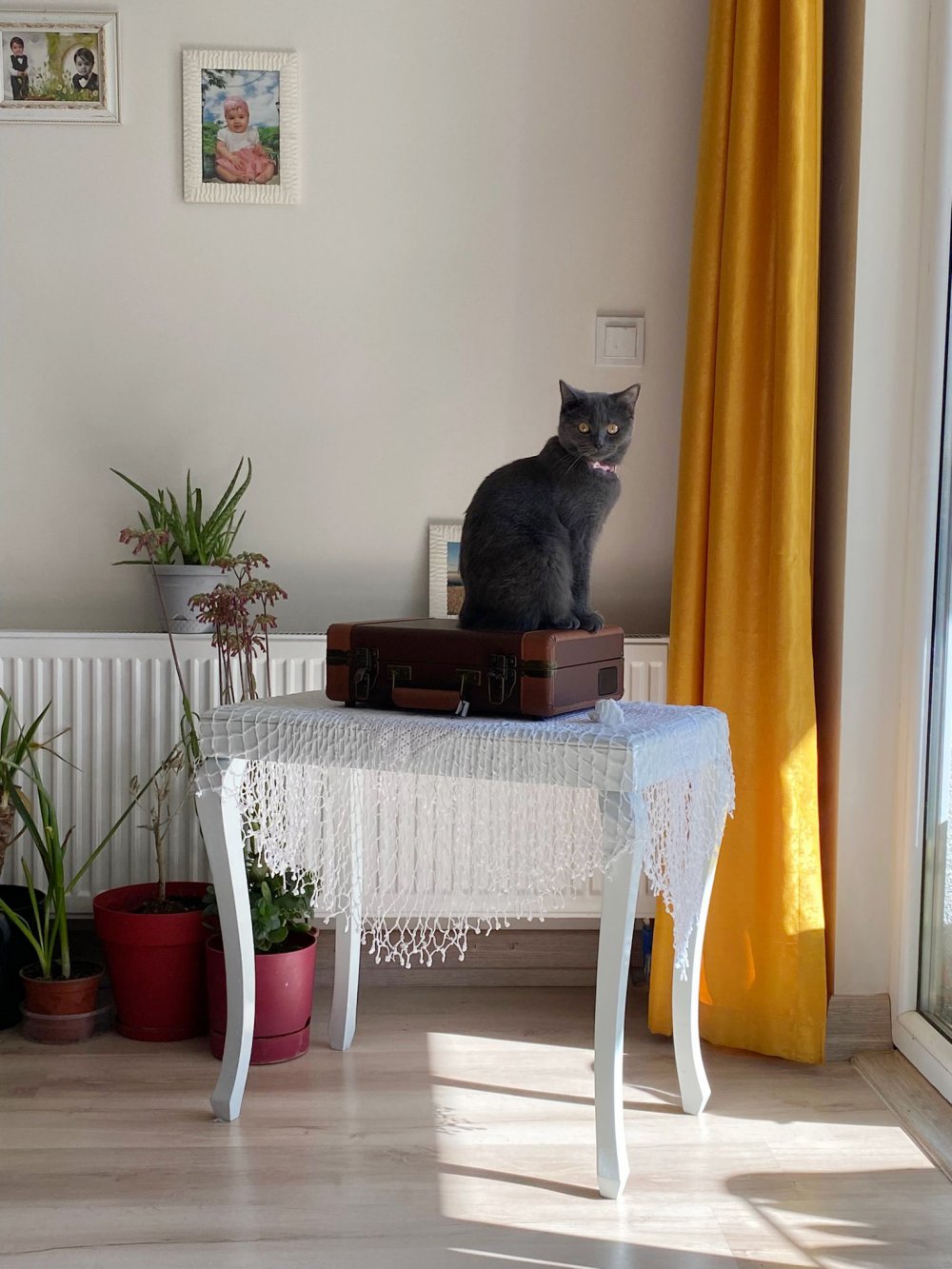 Başıboş köpekler dehşet saçtı! İkisi bir olup...