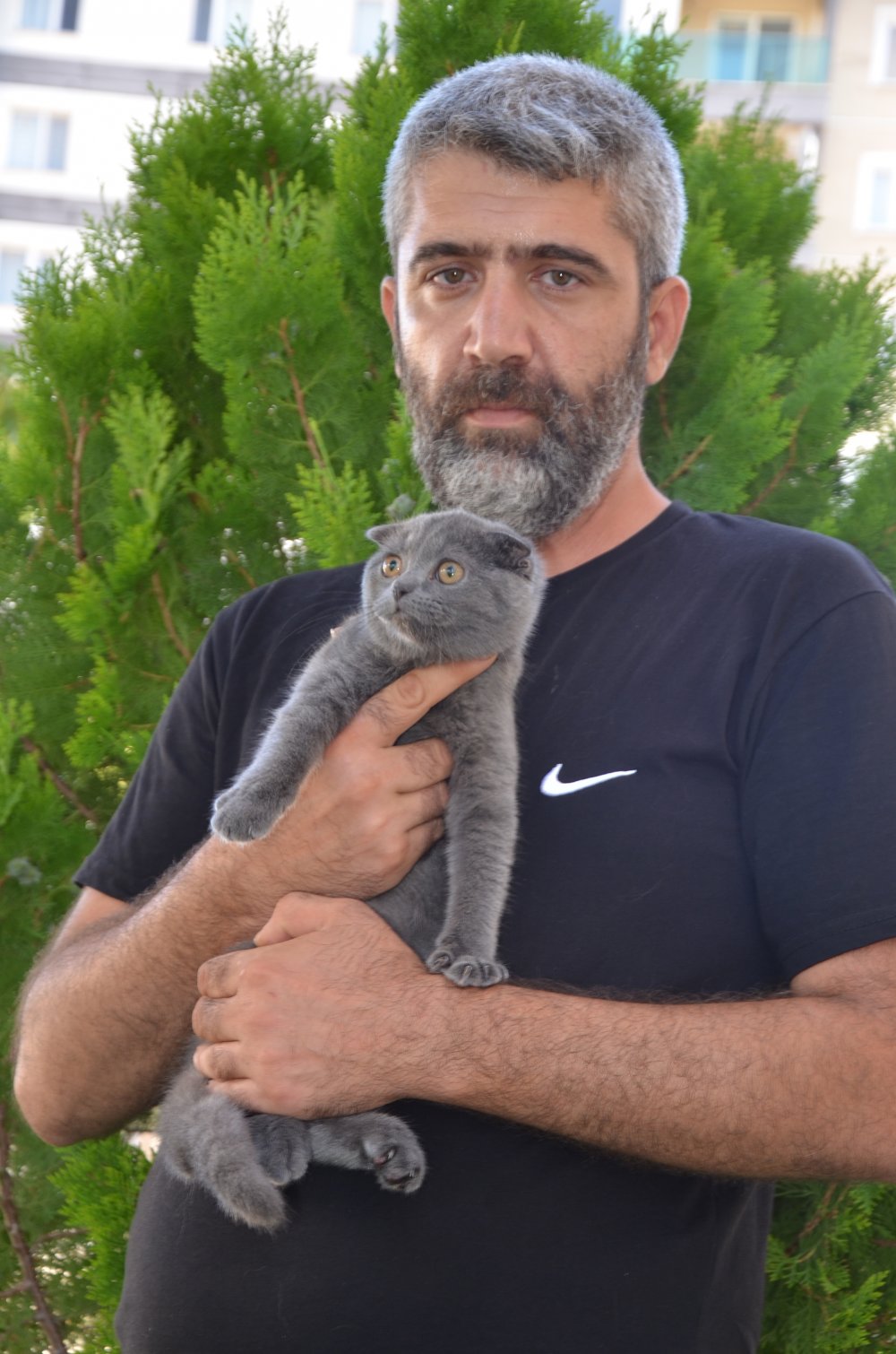 Başıboş köpekler dehşet saçtı! İkisi bir olup...