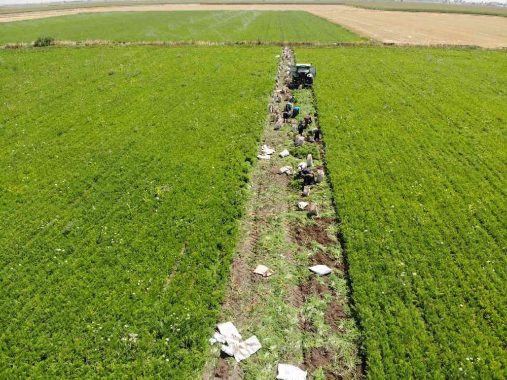 Konya'da 40 derecelik sıcaklıkta tarım işçilerinin zorlu mesaisi