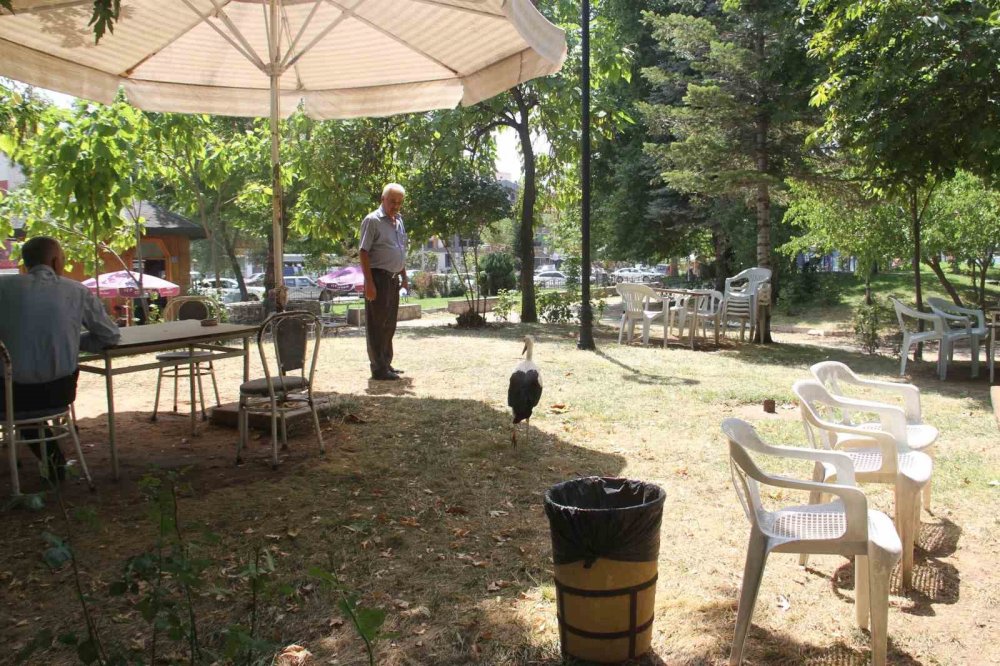 Konya’da yavru leylek parkın maskotu oldu