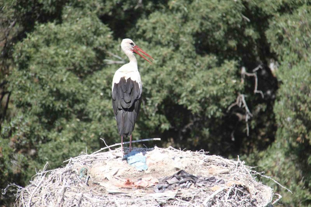 Konya'da sıcak havalar leylekleri de etkiledi