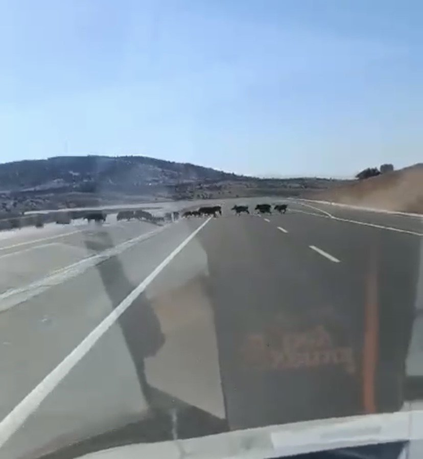 Karayolunda görülen domuz sürüsü sürücüleri hayrete düşürdü