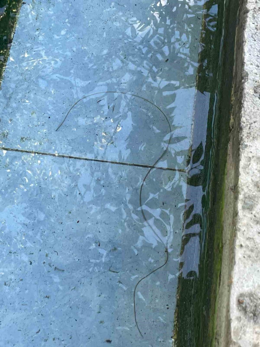 Köy çeşmesindeki canlının ne olduğu ortaya çıktı