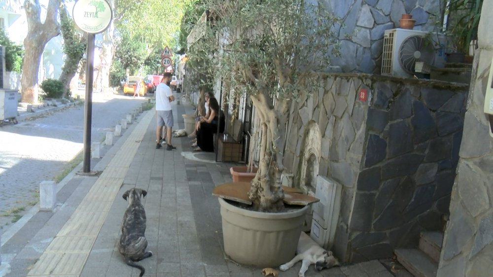 Zeytin ağacı tartışması: Kendini ağaca zincirledi