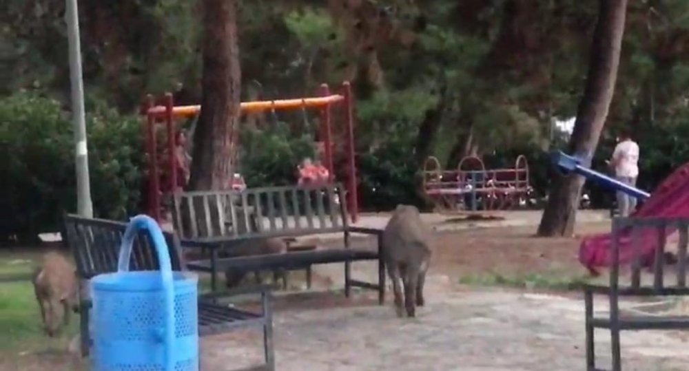 Çocuk parkını domuzlar bastı!