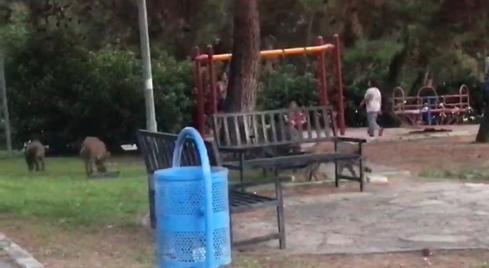 Çocuk parkını domuzlar bastı!