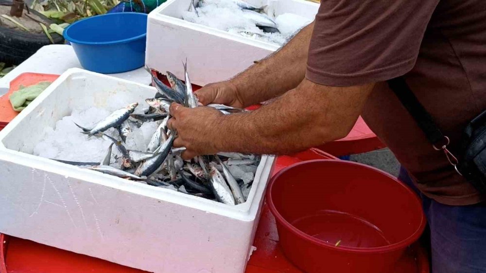 Av sezonu başladı, fiyatlar geriledi
