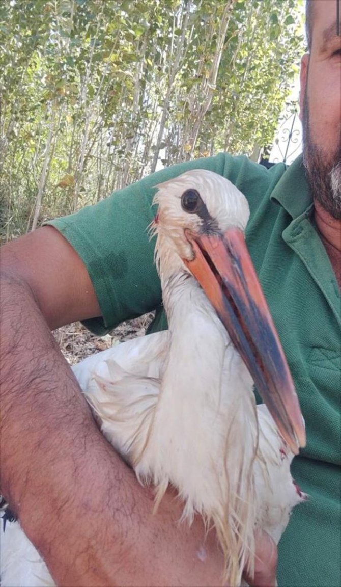 Konya Hüyük'te yaralı halde bulunan leylek tedaviye alındı