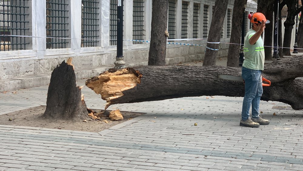 Devrilen ağaçtan son anda kurtuldular!