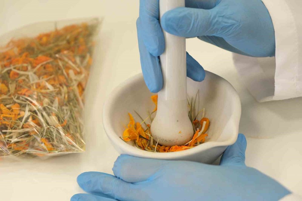 İlk kez bilimsel olarak araştırıldı, şifa dolu sırları ortaya çıktı