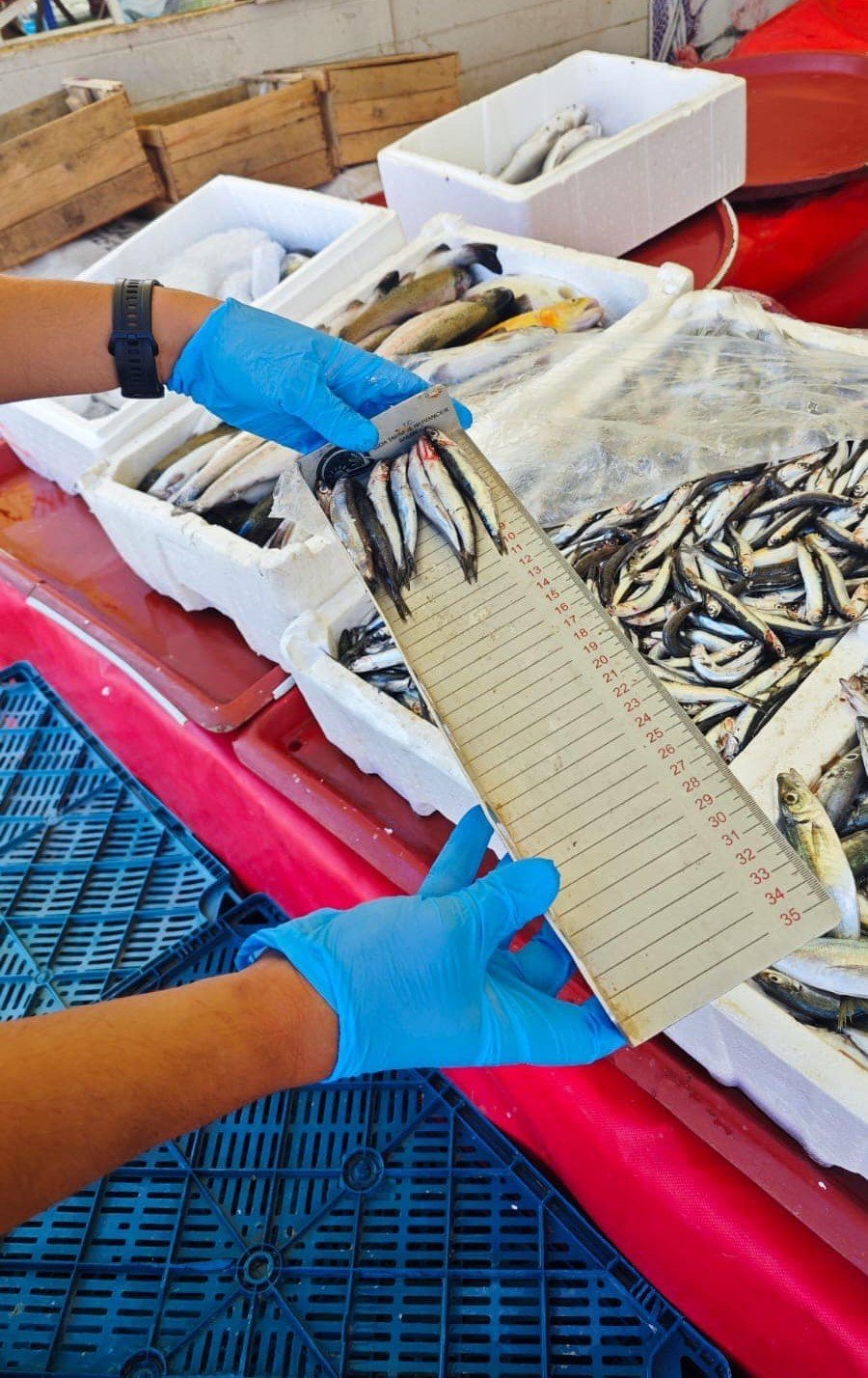 Konya’da balıkların perakende satış noktaları denetlendi