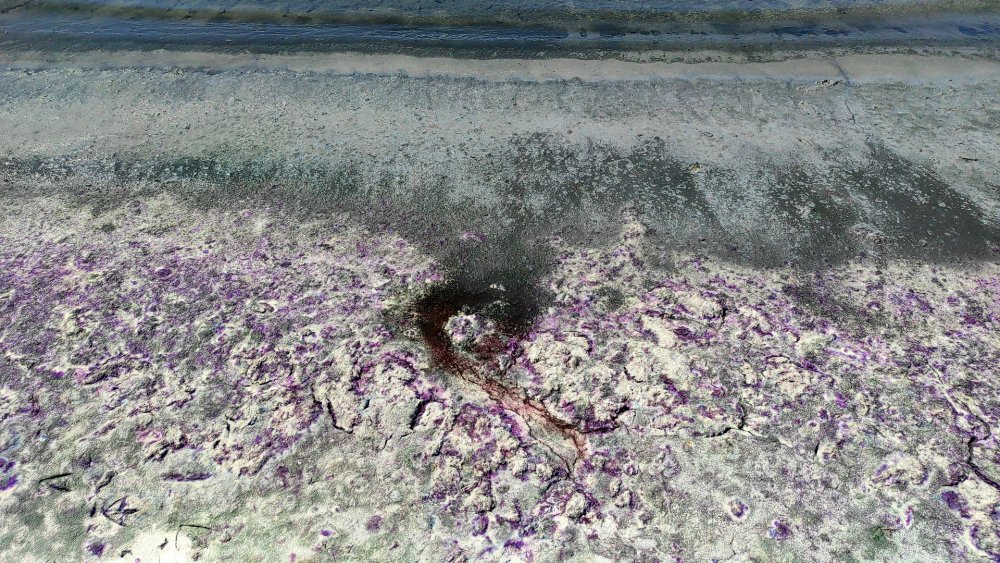 Göl sahili morardı