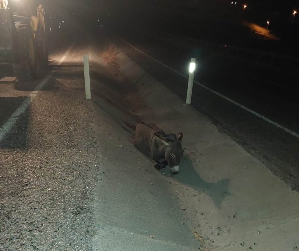 Konya'da eşek arabayı pert etti!