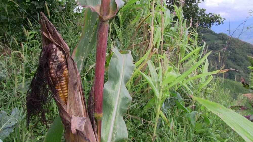 Köyü kahverengi kokarca böeceği istila etti