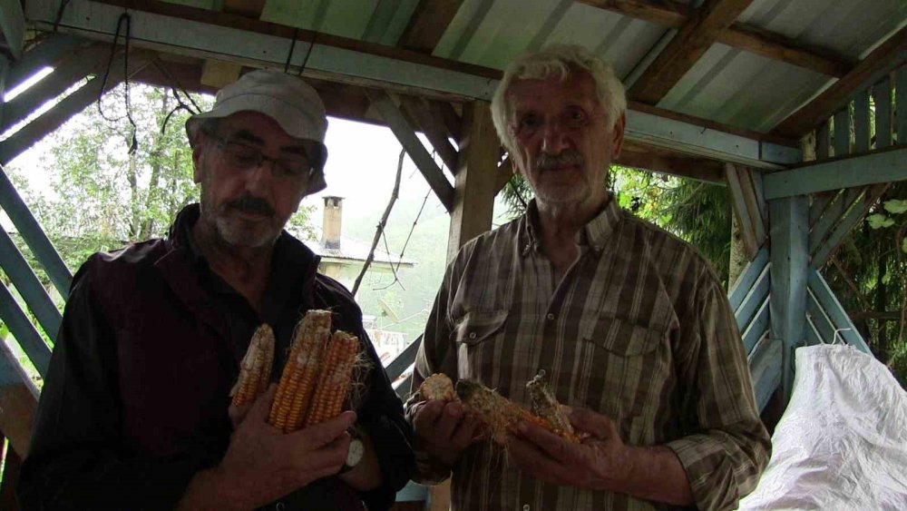 Köyü kahverengi kokarca böeceği istila etti