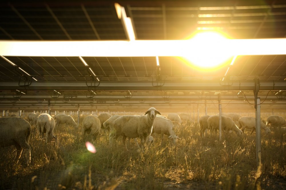 Konya'da bulunan Avrupa'nın en büyük GES'i küçükbaş için otlatmaya açıldı