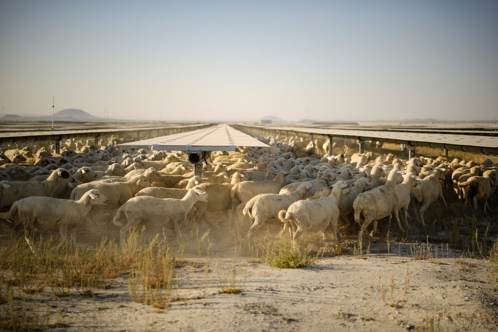 Konya'da bulunan Avrupa'nın en büyük GES'i küçükbaş için otlatmaya açıldı