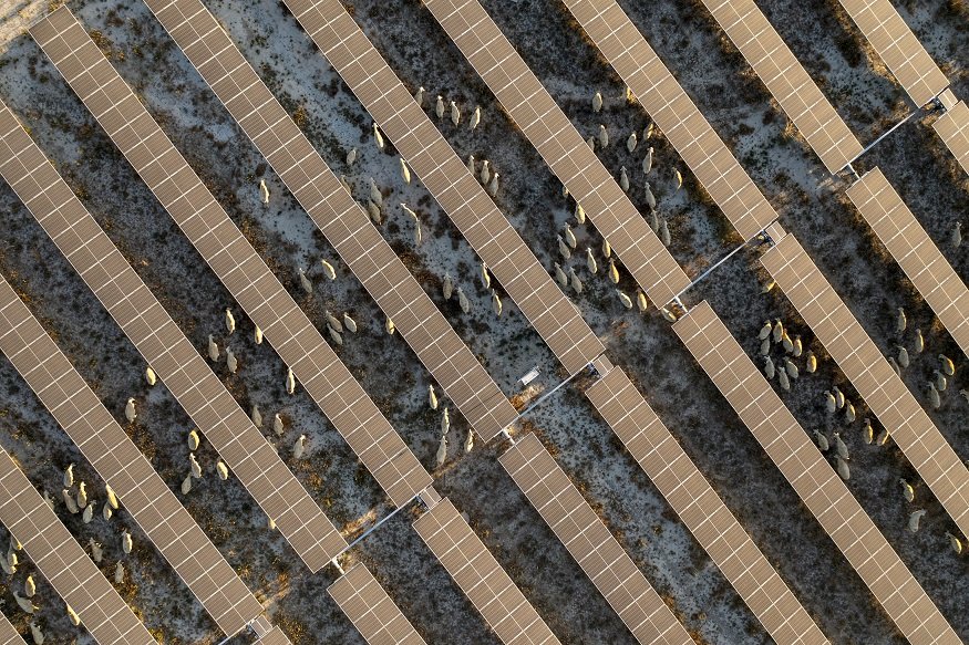 Konya'da bulunan Avrupa'nın en büyük GES'i küçükbaş için otlatmaya açıldı