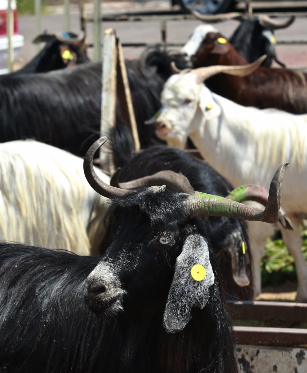Türkiye'nin hayvan varlığı, 30 yılda büyük artış