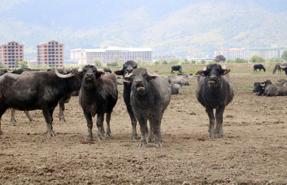 Türkiye'nin hayvan varlığı, 30 yılda büyük artış