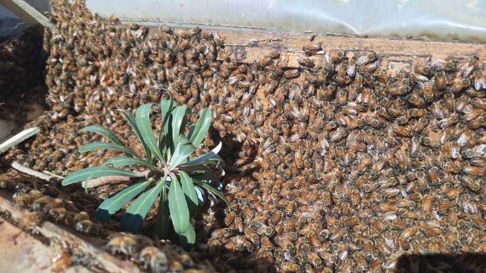 Konya'da 2 bin 500 metre rakımda bal hasadı