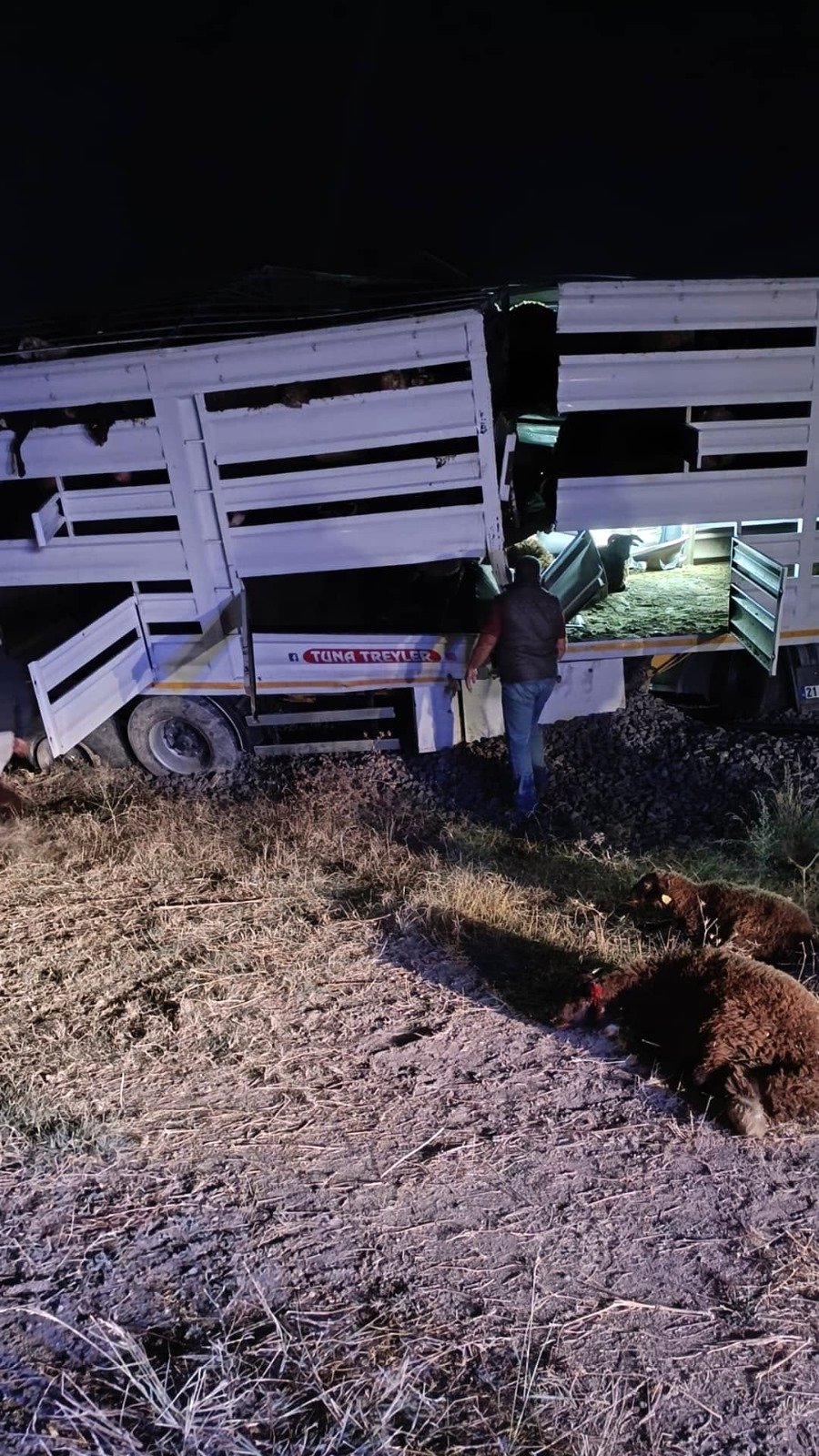 Yük treni, TIR’a çarptı; 50 koyun öldü