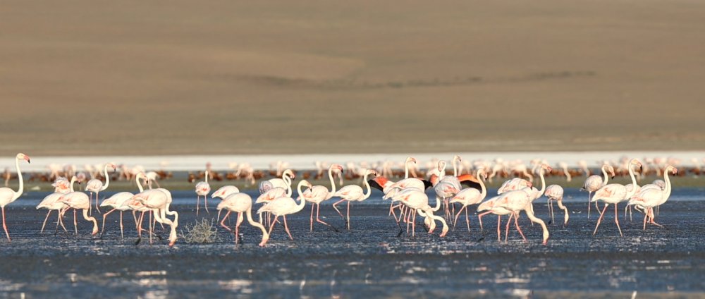 Dünya listesinde yer alıyor! Konya'nın kuzeyinden eşsiz kareler...