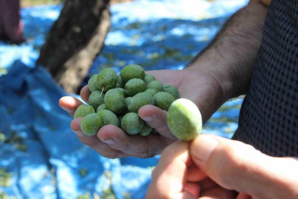 Herkes egede sanıyordu ama Türkiye'nin en kalitelisi Karaman'da üretiliyor!