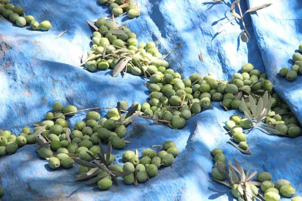 Herkes egede sanıyordu ama Türkiye'nin en kalitelisi Karaman'da üretiliyor!