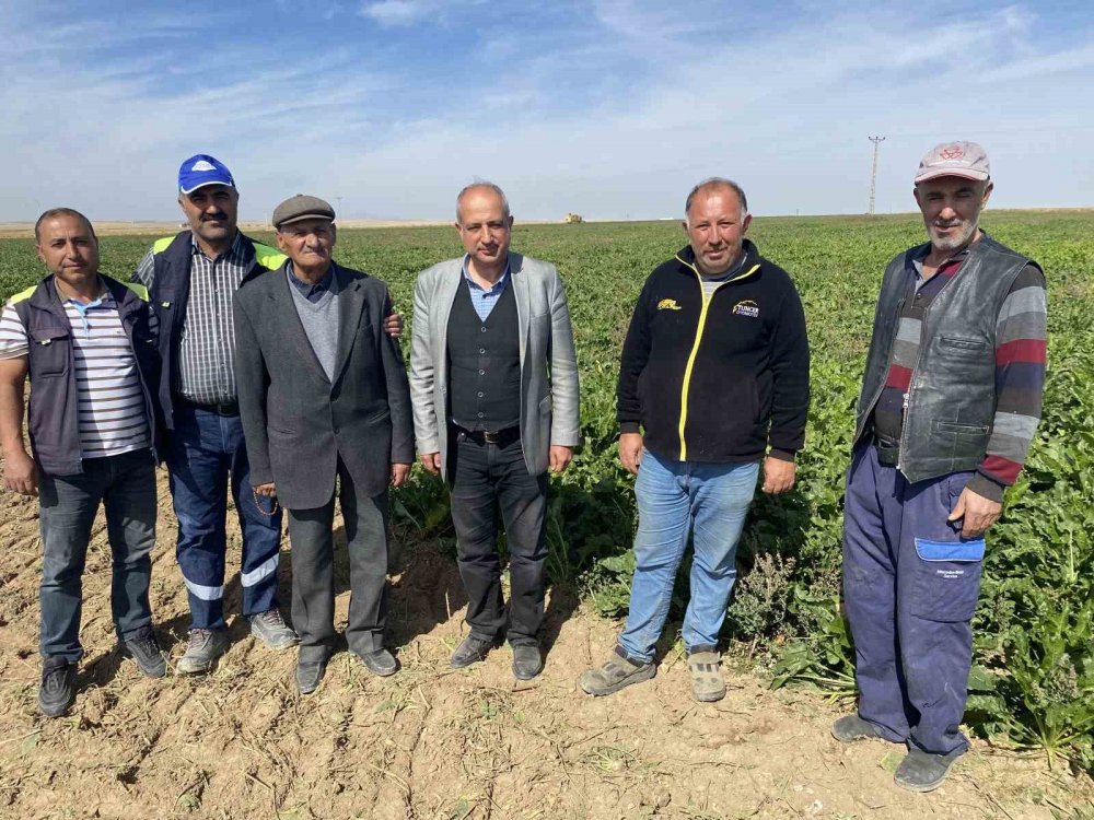 Konya'da 10 bin 651 dekarlık alanda o ürünün hasadı başladı