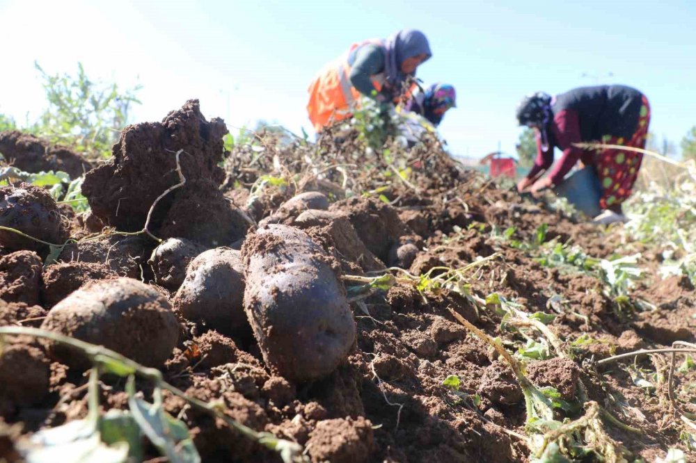 Mor şifa hasadı başladı