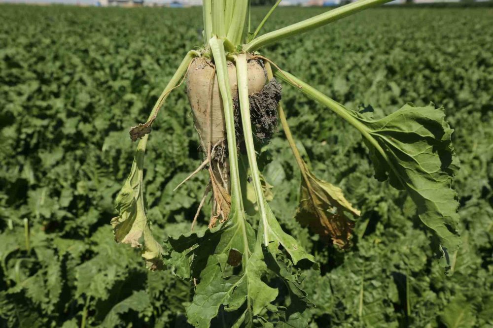 Tahıl ambarı Konya’da beklenen pancar rekoltesi açıklandı