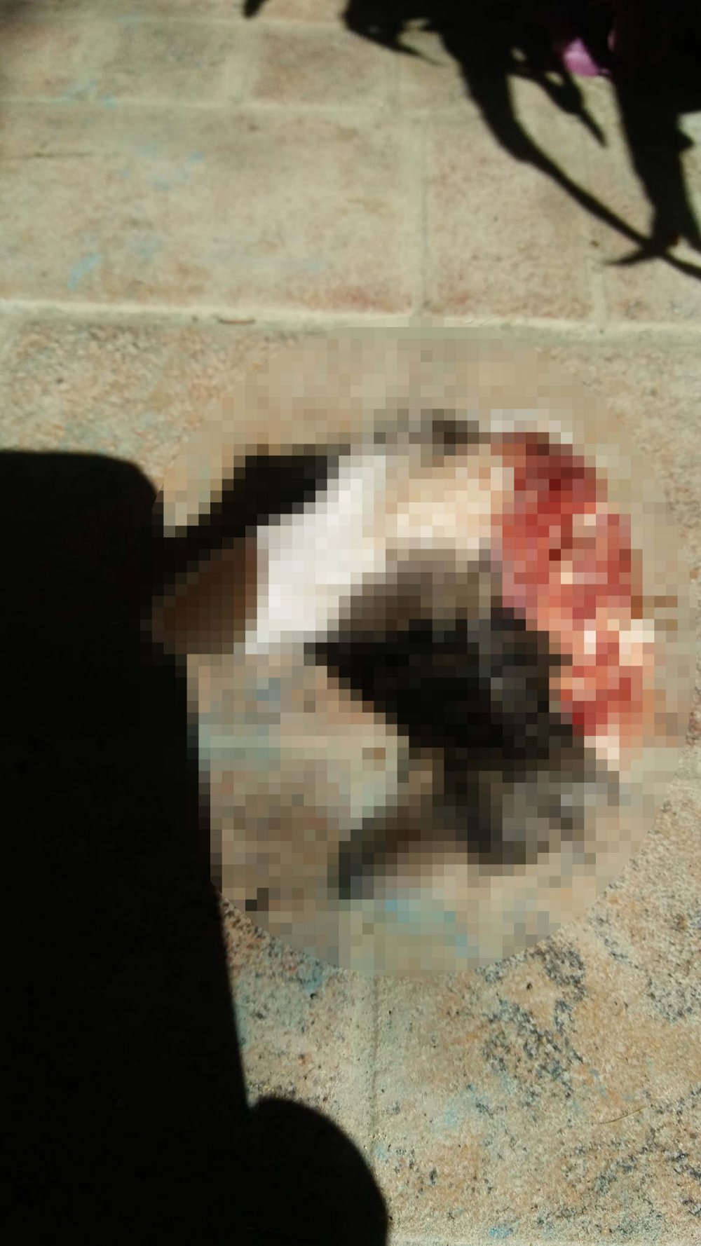 2 yavru kediyi keserek öldüren şüpheli: Kasaplık yaptığımız için işi profesyonelce halletim