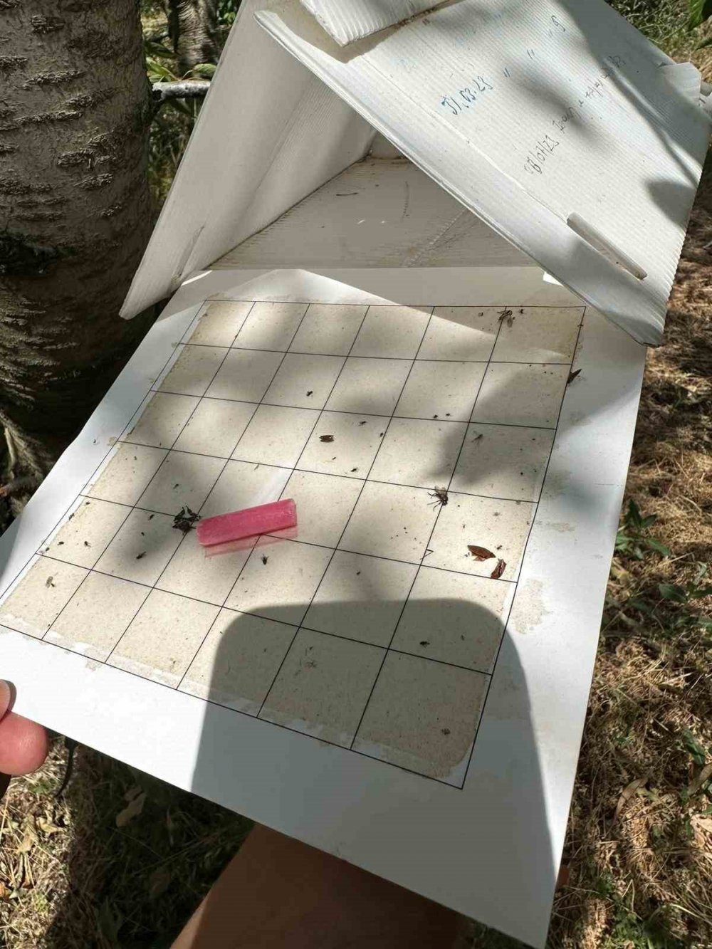 Burası Türkiye'nin önemli organik üretim merkezinden biri... Konya'da görevliler iş başında