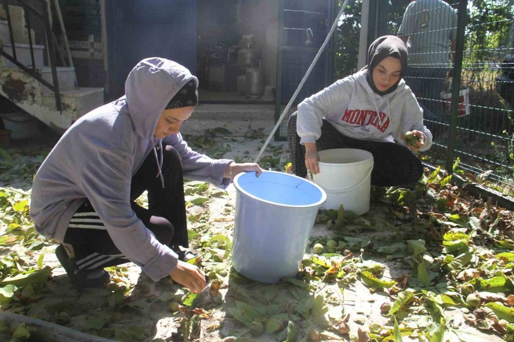 Konya'da cevizleri bakın nasıl topladılar