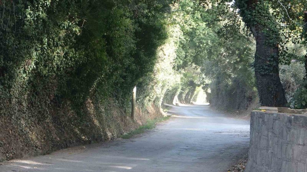 Muğla'da yer alıyor, özelliğini duyanlar şaşırıyor!