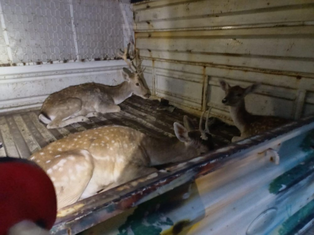 Dört alageyiği kaçırıyorlardı! Böyle yakalandılar